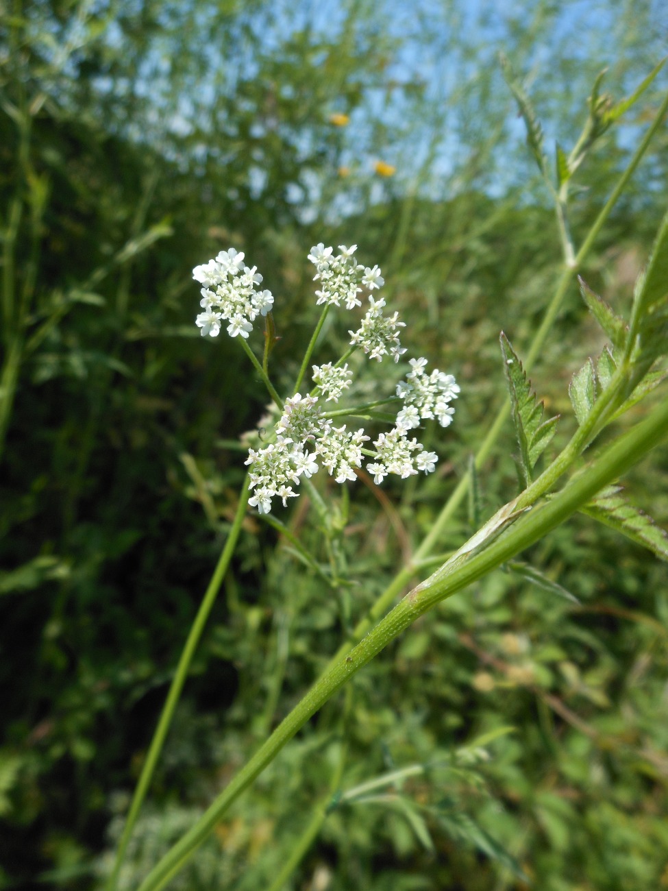 Torilis japonica (Houtt.) DC. / Lappolina petrosello